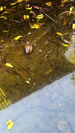 canal with leaves near floating market