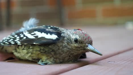 low angle injured yellow-bellied sapsucker woodpecker - sad bird on deck