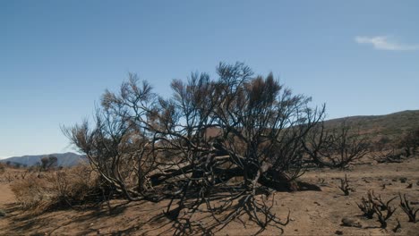 Waldbrand-Kiefer-Bäume-Wald-Katastrophe,-Brennende-Nadelbäume