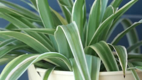 spider plant in a pot