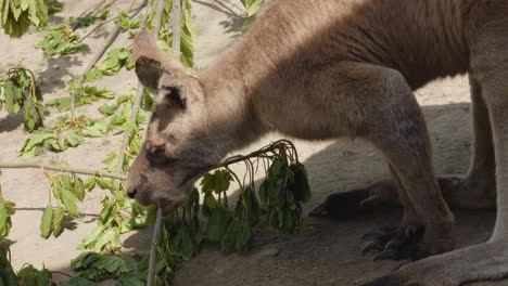 a-kangaroo-feeds-on-a-branch-with-green-leaves