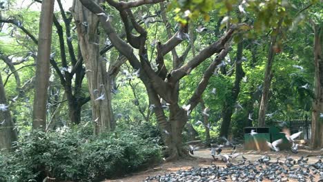 flock of pigeons flying around, green city park, super slow motion