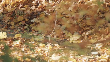 the thick blanket of fallen leaves covers the ground and the shallow stream in the autumn forest