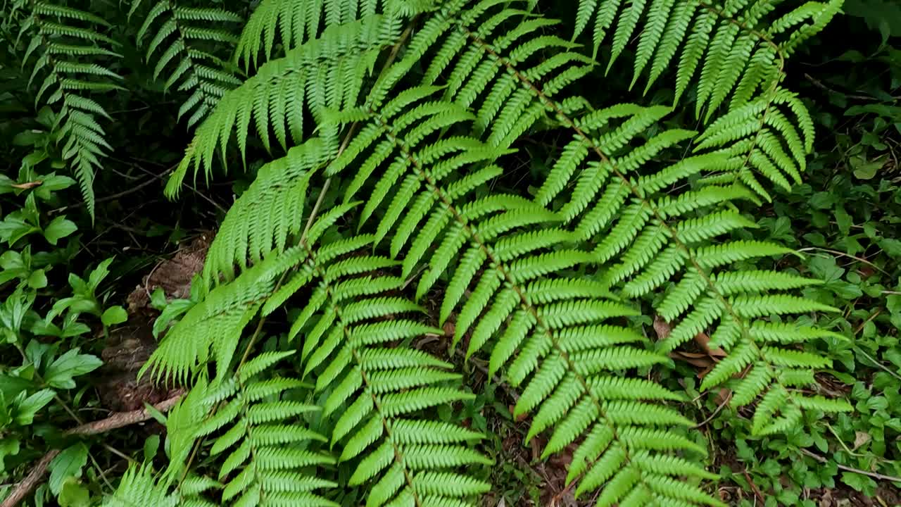 hojas de helecho verdes vibrantes en el hábitat natural