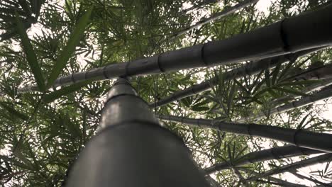 Looking-Up-Into-High-Bamboo-Trunks-With-Foliage-Canopy-Bright-Sky-At-Southern-Ridges-Hike-In-Singapore