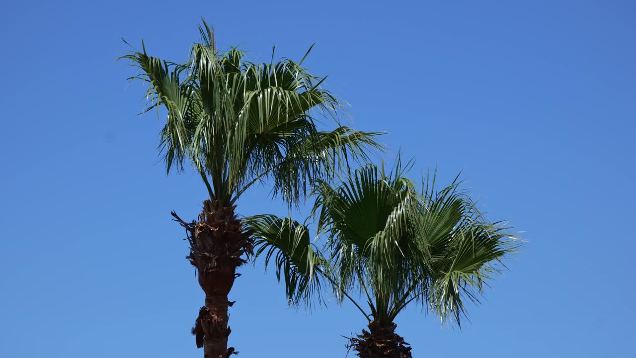 Two palm trees sway gently in a little wind beneath a clear blue sky, capturing the calm of a perfect day.