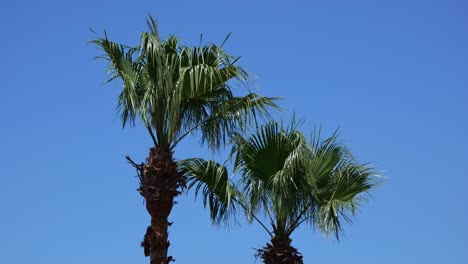 two palm trees sway gently in a little wind beneath a clear blue sky, capturing the calm of a perfect day.