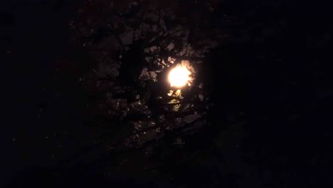 moonlit night scene through tree branches