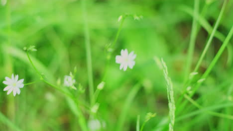 delicate white flowers in lush green grass