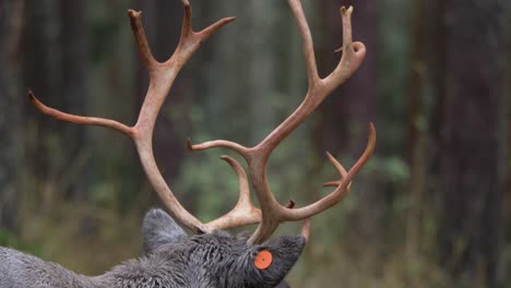 close up tilt down shot showcasing wet reindeer brown scoured antlers, in the middle of cold nordic forest