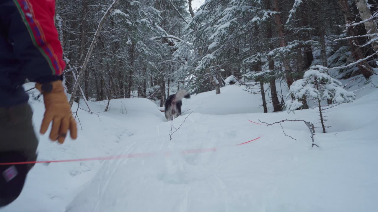 lindo perro corriendo por el camino del bosque nevado en indre fosen en invierno - tiro medio