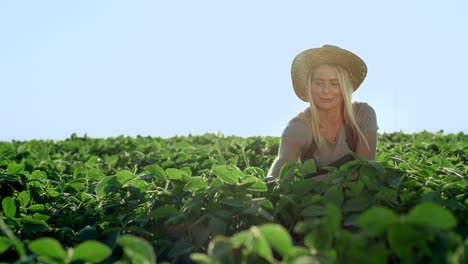 Retrato-De-La-Joven-Granjera-Rubia-Con-Un-Sombrero-Sentado-En-El-Campo-Verde-Mientras-Recoge-La-Cosecha-Y-Examina-Las-Hojas,-Luego-Sonríe-Alegremente-A-La-Cámara