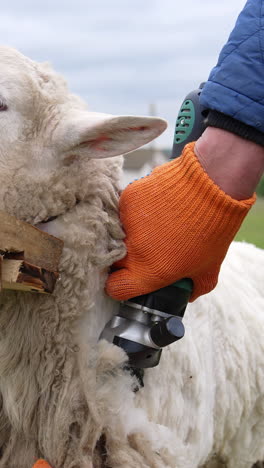 sheep is cutting by electric clipper. shearing sheep is process by which woollen fleece of sheep is cut off. adult sheep is shorn once each year. vertical video