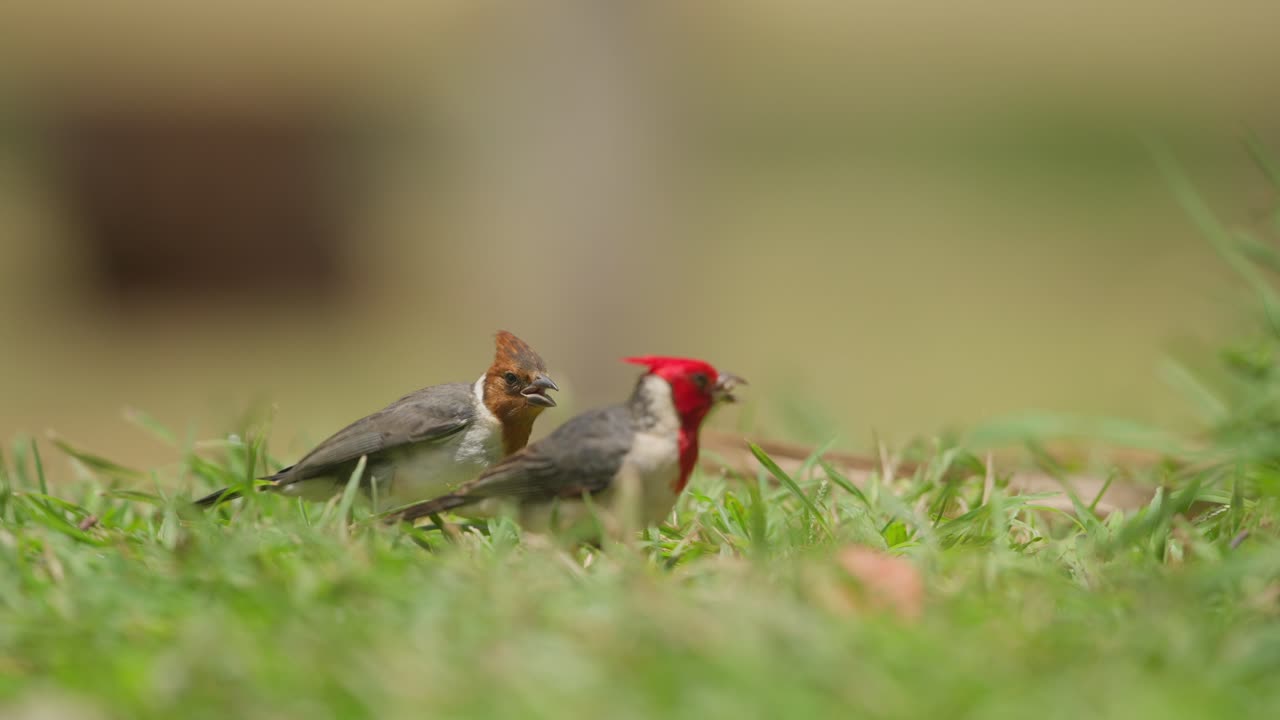 los cardenales de cresta roja se alimentan en la hierba en un exuberante parque verde durante el día