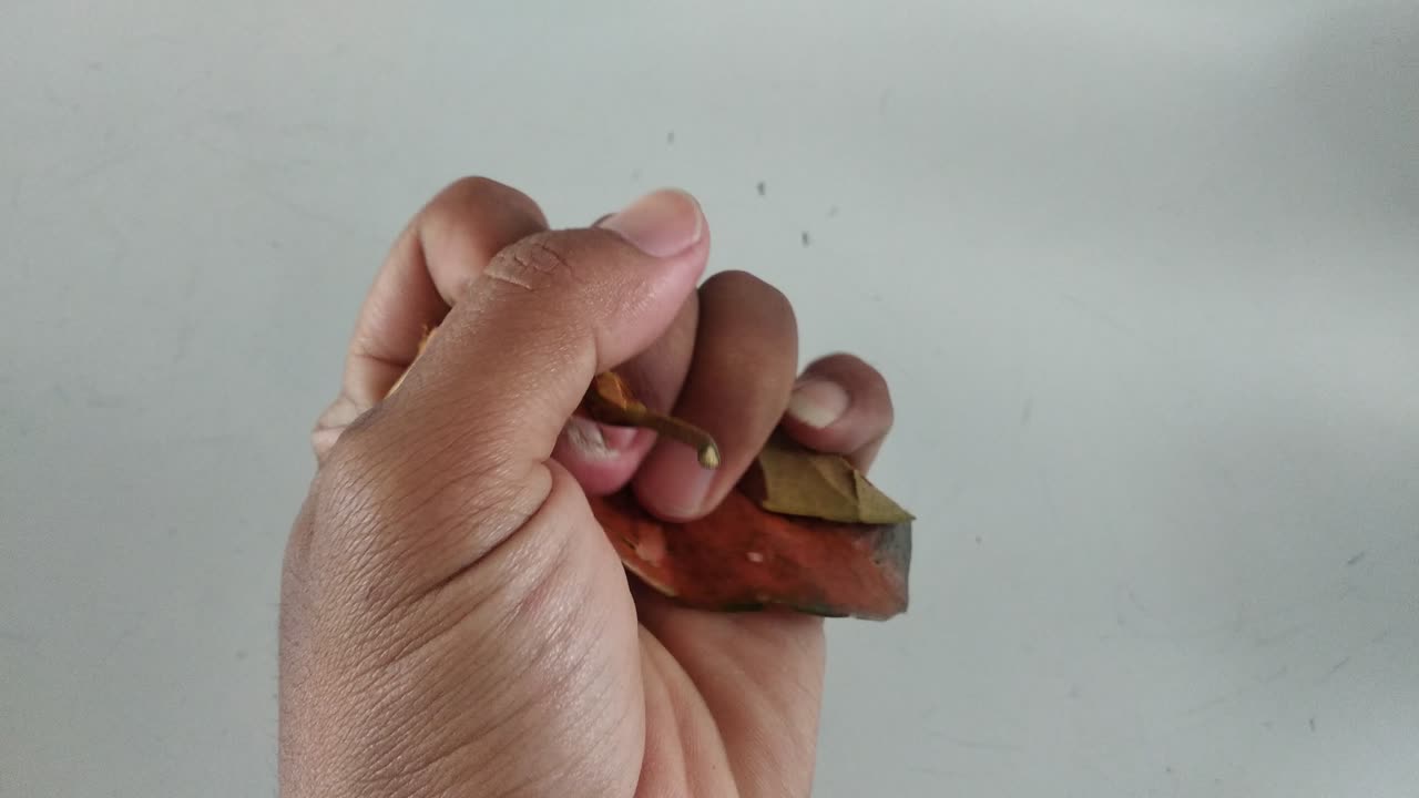 mano humana exprimiendo vieja hoja seca marrón sobre fondo blanco