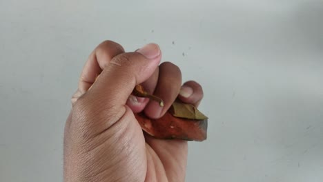 human hand squeezing old brown dry leaf on white background