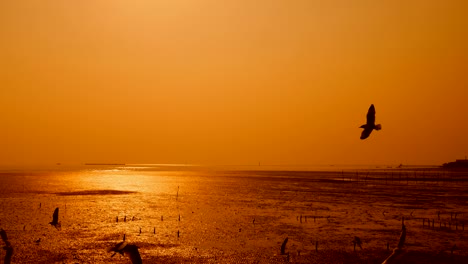 4k of beautiful group of seagulls at sunset time in bang pu samut prakan , thailand