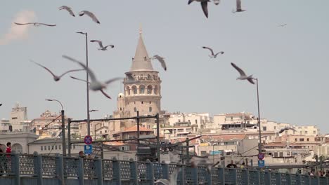 galata tower, istanbul with seagulls