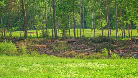 tiro estático de la cosechadora de árboles forestales en el bosque en la tala de bosques durante el día en timelapse