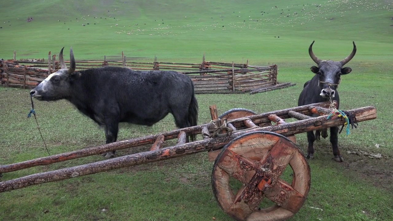 Deux yaks se tenant à côté d'un chariot en bois traditionnel dans une prairie mongole