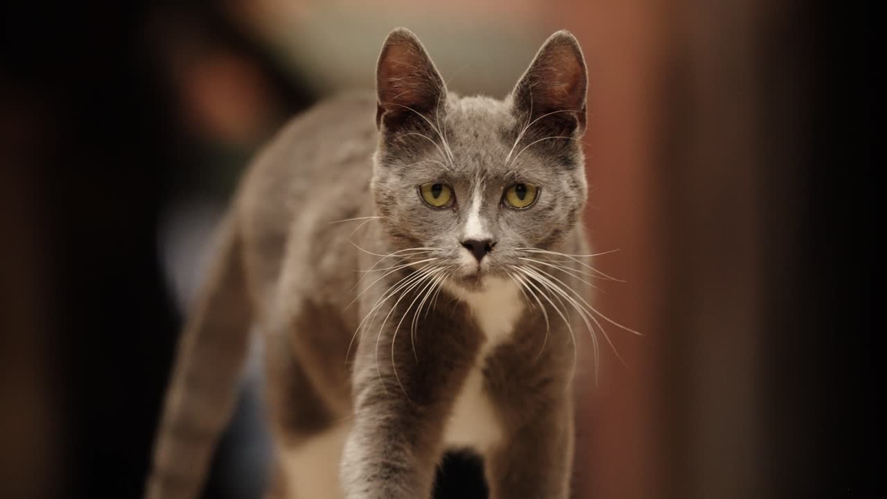 Portrait of a grey stray cat with yellow eyes walking through Marrakech Medina street