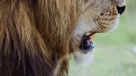 male lion close up detail of mouth and teeth, african safari wildlife animal in maasai mara national reserve in kenya, africa, masai mara national park, mara north conservancy