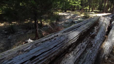 Follow-Shot-Along-Fallen-Dead-Tree-In-Yosemite-National-Park