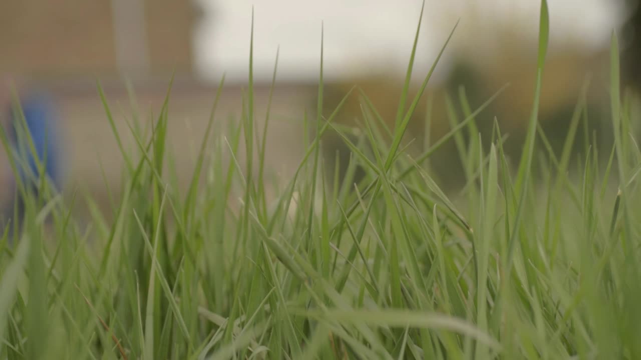 andador con perro en la distancia en el campo