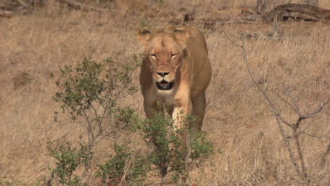 la toma amplia se acerca a una leona en movimiento a través de la hierba seca de áfrica
