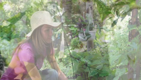 composite video of tall trees against caucasian woman touching leaves of a plant