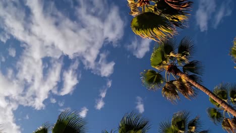 the video captures a serene view of palm trees against a vibrant blue sky, evoking a tropical vibe