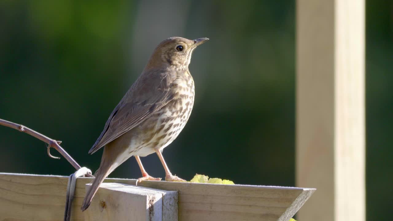 pájaro thrush encaramado en la valla del jardín cantando