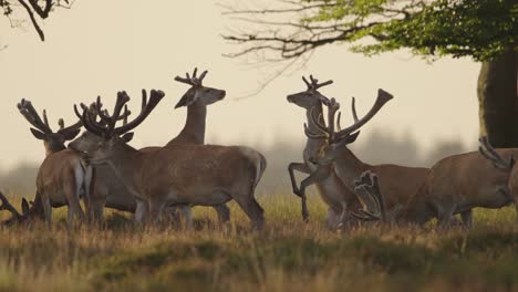 Gruppe-Wilder-Rothirsche,-Die-Im-Wald-Leben-Und-Gemeinsam-Spaß-Haben---Weitwinkelaufnahme-In-Zeitlupe