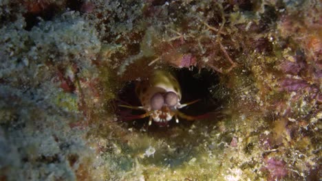 intrigued juvenile mantis shrimp in a hole