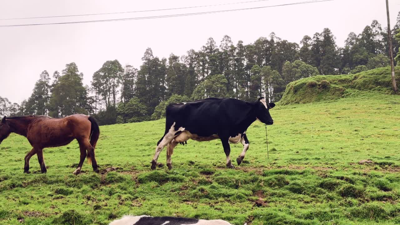 Sapi dan kuda berjalan di padang rumput hijau subur di pedesaan Sao Miguel Azores Portugal.