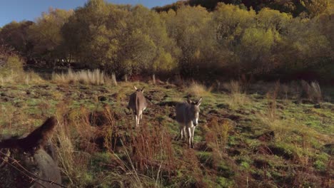 some donkeys on a grassy field