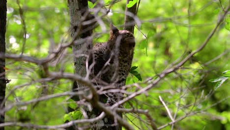 the indochinese leopard is a vulnerable species and one of the big cats of thailand