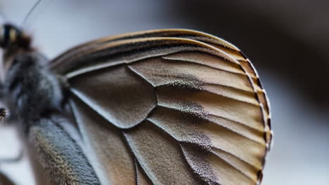 macro close-up of a butterfly wing