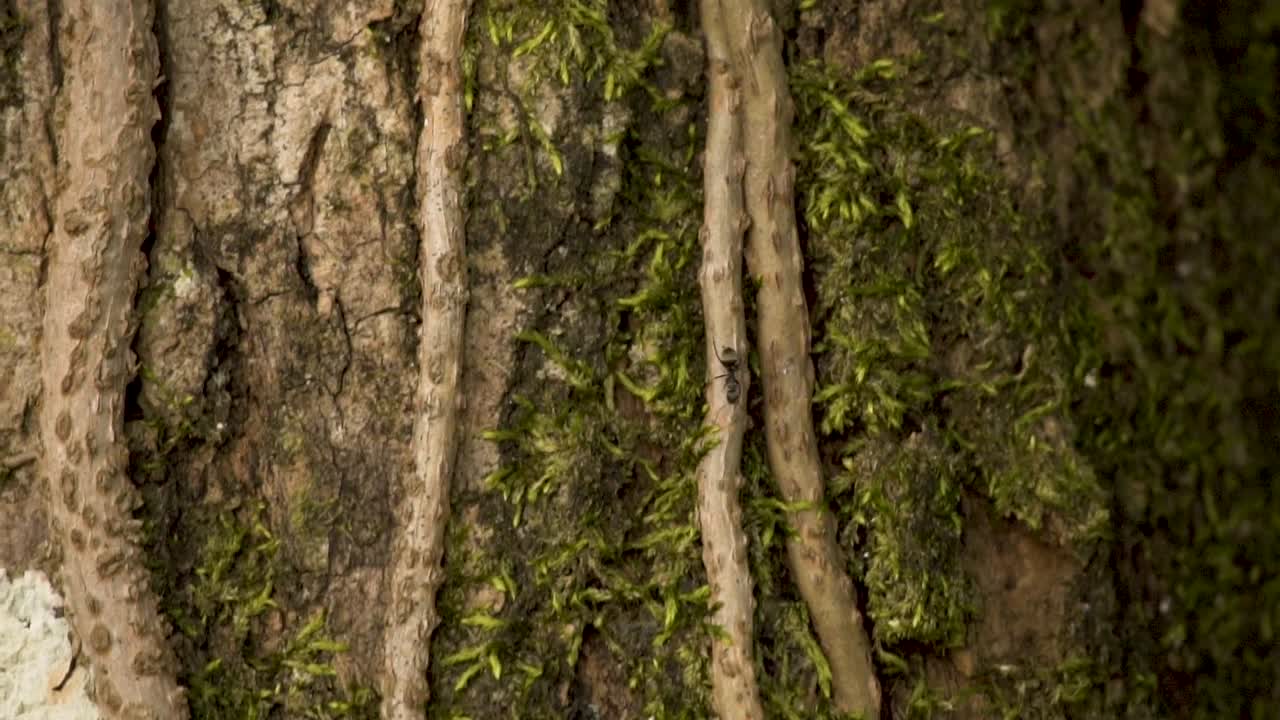 Carpenter Ants Crawling On Tree Roots In The Forest - close up