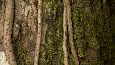 carpenter ants crawling on tree roots in the forest - close up