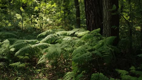 ferns in forest swaying in wind in daytime