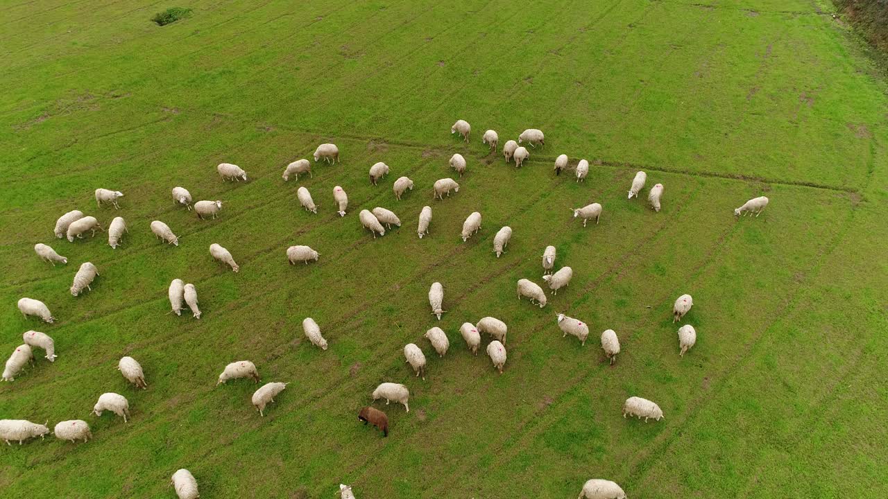 Pecore che pascolano nel campo