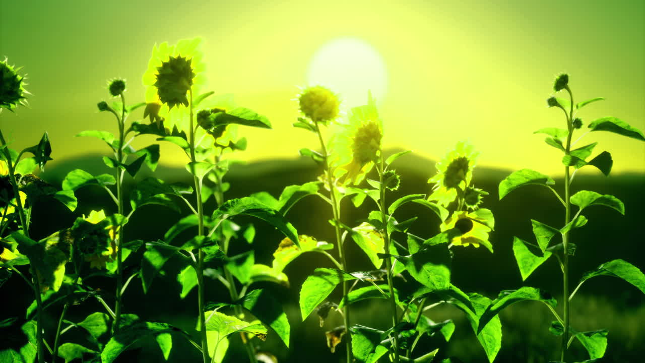 Sunflowers bloom under the vibrant sun in a lush green landscape