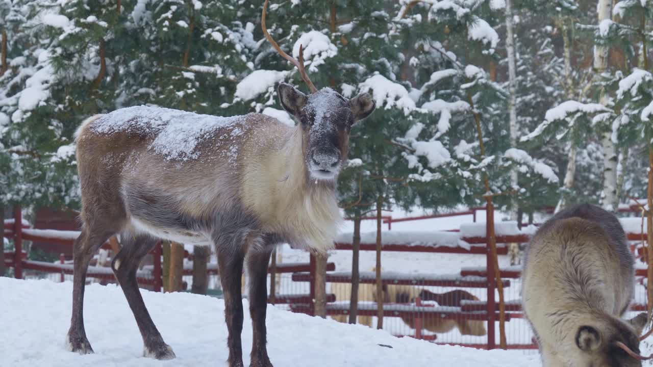 reno con una cornamenta caminando por la nieve en un hermoso paisaje invernal