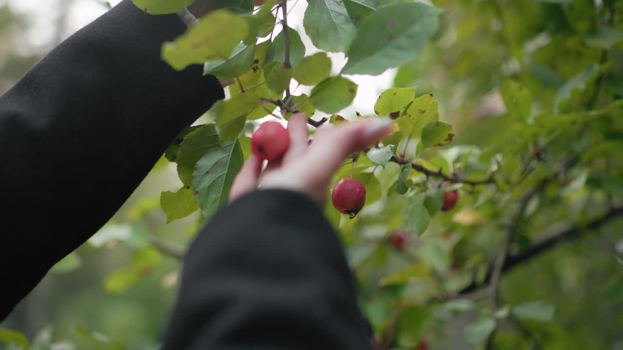Vista della mano di una donna in autunno che tocca l'uva rossa su un ramo frondoso, sfondo sfocato di bosco, dita delicate che esplorano il frutto maturo, luce naturale, profondità di campo ridotta che crea bokeh e vendemmia silenziosa