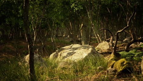 Paisaje-De-Bosque-De-Montaña-De-Niebla-Oscura