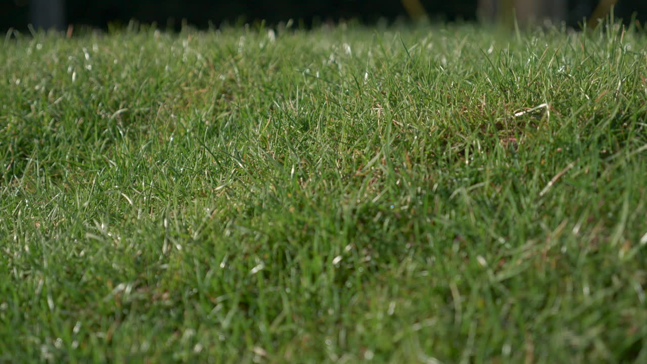 바람에 부는 태양에 의해 빛나는 활기찬 녹색 잔디에 신선한 아침 물 이슬 방울