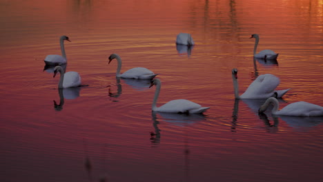 slow-motion footage of swans gracefully moving on a pond beneath a beautiful sunrise.