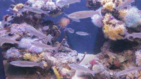 Una-Vista-Colorida-De-La-Vida-Oceánica,-Con-Plantas,-Peces,-Animales-Y-Otros-Organismos-Que-Viven-En-El-Agua-Salada-Del-Mar