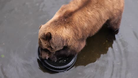 Brown-bear-biting-hard-from-a-used-car-tire,-Alaska